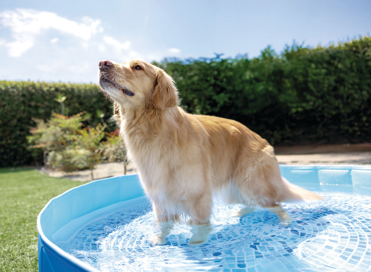 INTEX Foldable Portable Pet Pool – Heavy-Duty Anti-Slip Bathing & Play Pool for Dogs and Small Pets - Image 2